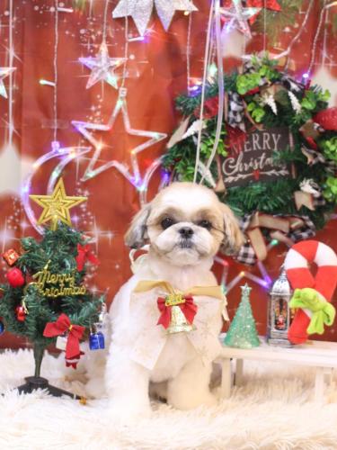 2023221あずきちゃん